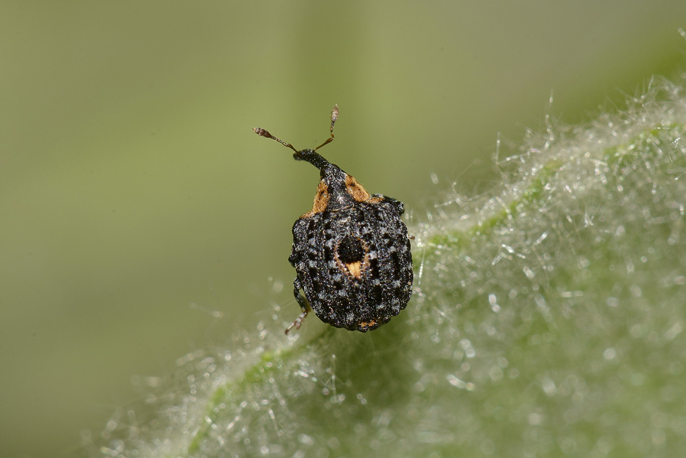Cionus tuberculosus